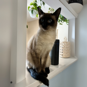 Molly, a Siamese cat sitting on a windowsill